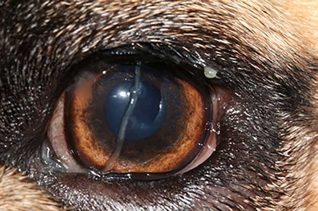 Enyhe keratoconjunctivitis sicca