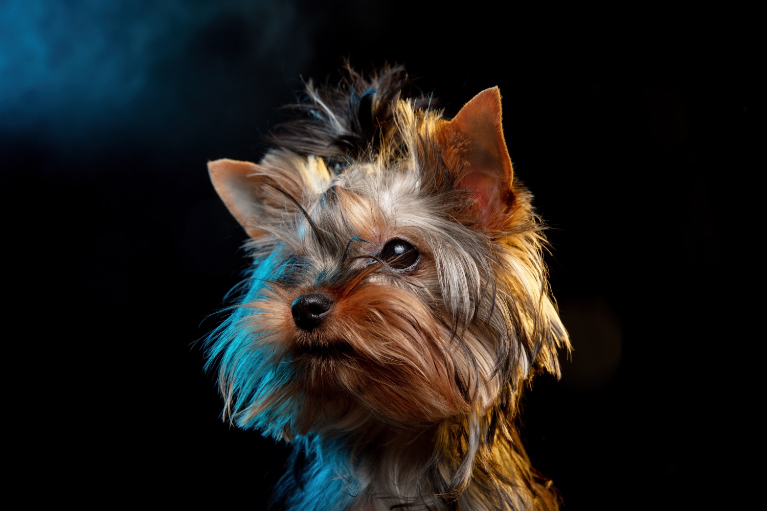 Yorkshire terrier fajtabemutató