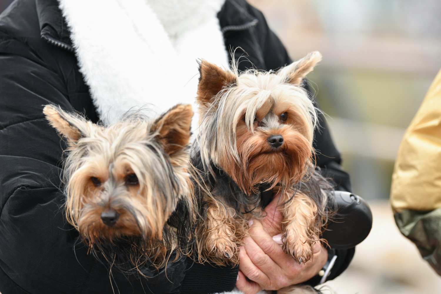 Yorkie betegségek