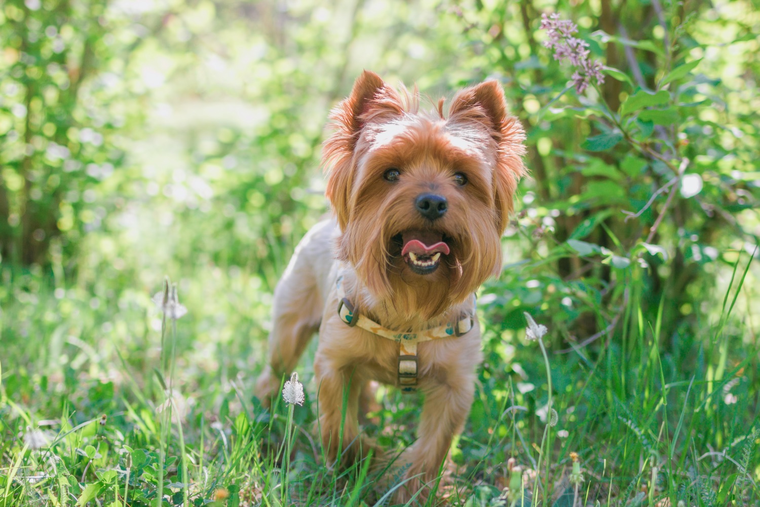 yorkshire terrier a szabadban mozgás közben