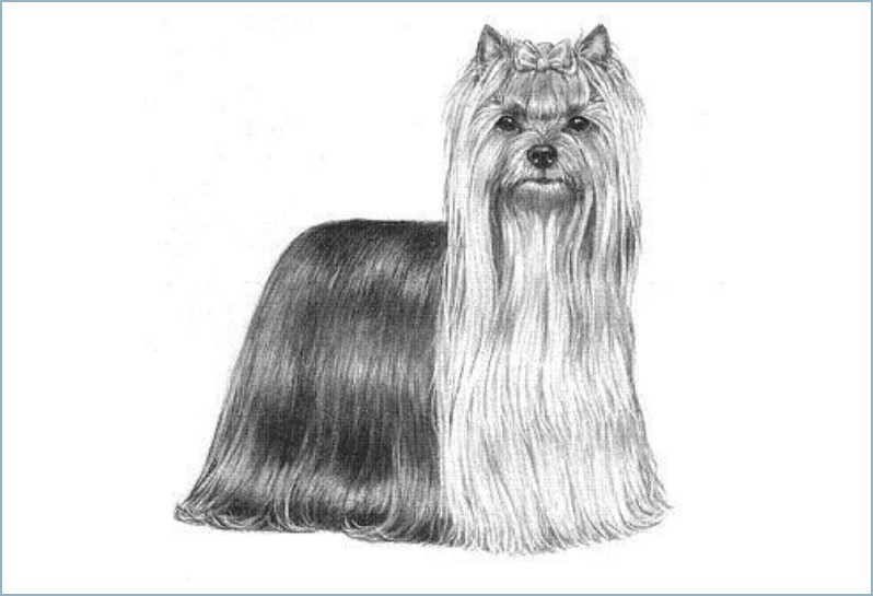 Yorkshire terrier FCI standard magyarul
