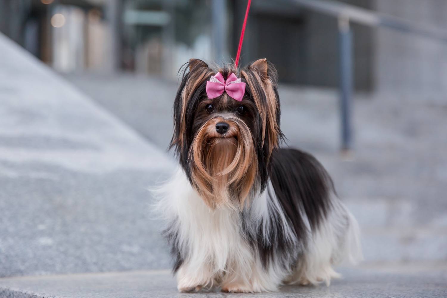 Biewer yorkshire terrier