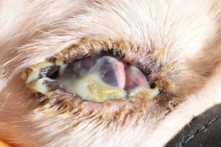 kötőhártya-vérbőség, sűrű és nyákos-gennyes váladék és a krónikus KCS-re jellemző idült keratitis.