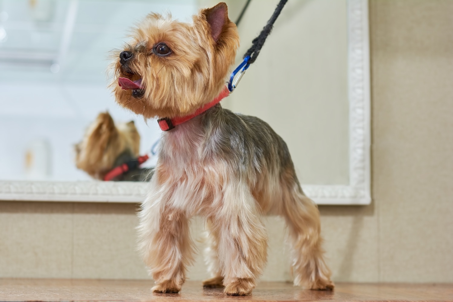 yorkshire terrier asztalon