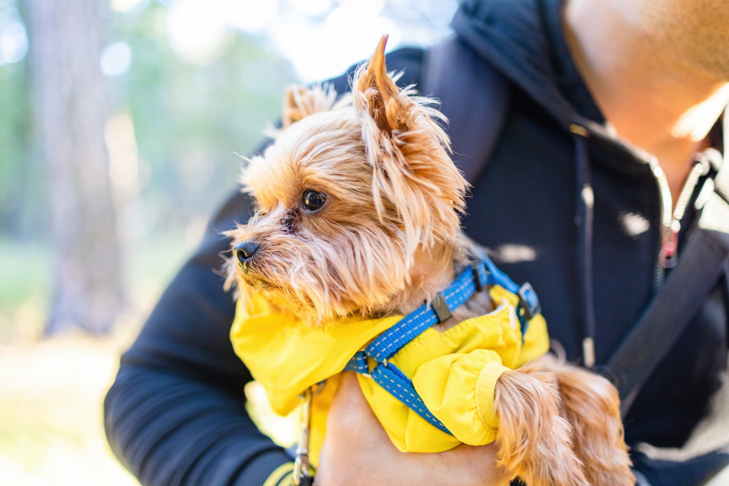 yorkshire terrier sárga kabátban