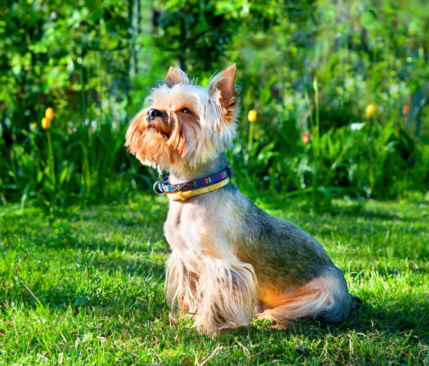 Yorkshire terrier magazin